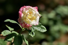 2026110 月 季 花