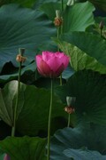 荷花 2026 — 6