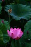 荷花 2026 — 6