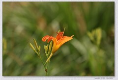 萱草花【丙午年-188】