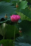 荷花 2026 — 6