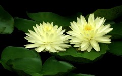 [26296] 云溪的莲花（5）