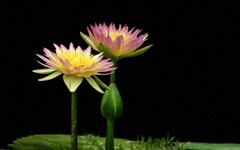 [26296] 云溪的莲花（5）