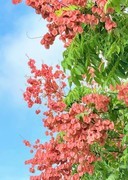 奕树花