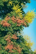 奕树花