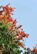 奕树花