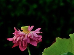 【视觉光影】夏 日 荷 莲 （7）