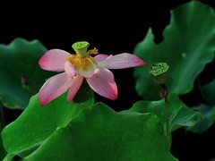 【视觉光影】夏 日 荷 莲 （7）
