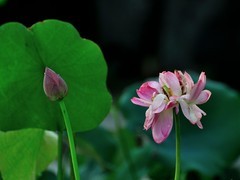 【视觉光影】夏 日 荷 莲 （7）