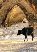 南疆乡材树洞公路--153