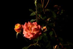 2025花卉植物赏析【33】