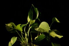 2025花卉植物赏析【33】