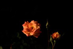 2025花卉植物赏析【33】