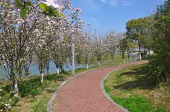 春光明媚（续1）