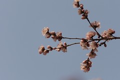 关东百花园（391）——山桃花（2026）