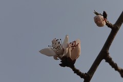 关东百花园（391）——山桃花（2026）