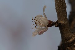 关东百花园（391）——山桃花（2026）