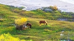 金秋乌兰布统-天太永（12）