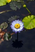 睡莲