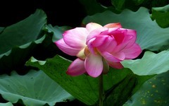 [26188] 流花湖的荷花