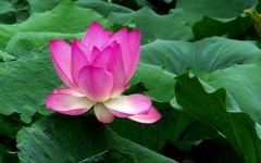 [26188] 流花湖的荷花