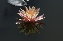 《睡莲花7》