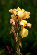 花卉  4
