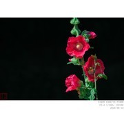 蜀葵