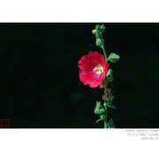 蜀葵