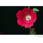 蜀葵