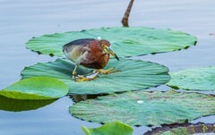 明湖池鹭（三十八）
