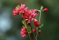 2081【不老松：纪实摄影】菊桃花 ！ (2)