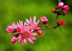 2081【不老松：纪实摄影】菊桃花 ！ (2)