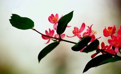 2082【不老松：纪实摄影】锦带花！