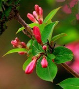 2082【不老松：纪实摄影】锦带花！