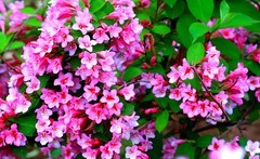 2082【不老松：纪实摄影】锦带花！