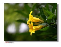 湿地公园的黄花、紫花。
