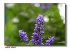 湿地公园的黄花、紫花。