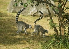 秦皇岛动物园中的狐猴