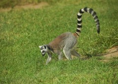 秦皇岛动物园中的狐猴