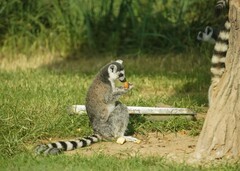 秦皇岛动物园中的狐猴