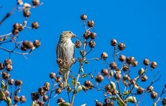 小黄雀（二十八）