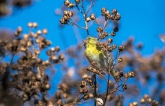 小黄雀（二十八）