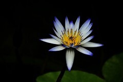 武汉植物园睡莲