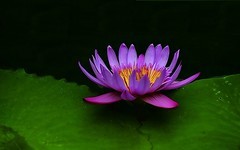 武汉植物园睡莲