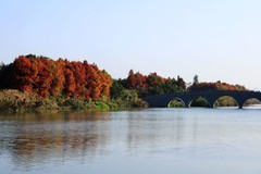 温州三垟湿地红杉林 (4)