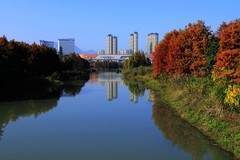 温州三垟湿地红杉林 (4)