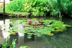 版纳热带植物园掠影