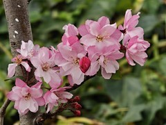 拍摄花卉一（970）