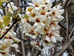 拍摄花卉一（970）